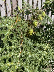Solanum sisymbriifolium