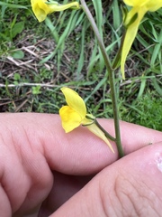 Linaria spartea