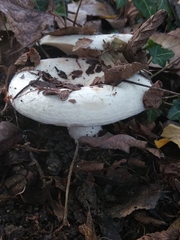 Lactarius controversus