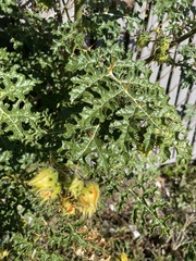 Solanum sisymbriifolium