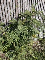 Solanum sisymbriifolium