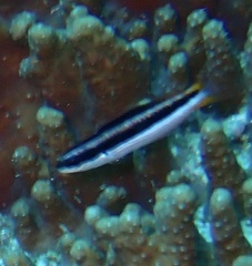 Thalassoma