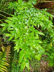 Azara lanceolata