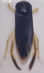 Sigara semistriata