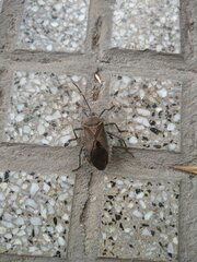 Pachylis argentinus