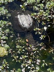 Chelydra serpentina