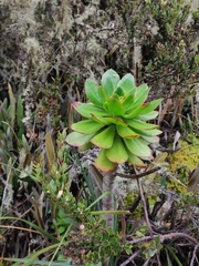 Echeveria bicolor
