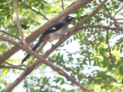 Dendrocitta formosae