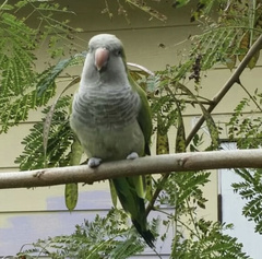 Myiopsitta