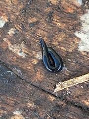 Microplana terrestris