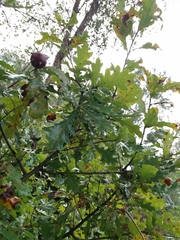 Quercus