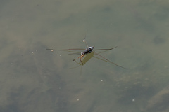 Limnogonus