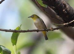 Zosterops simplex simplex