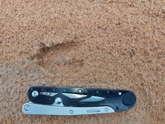 Mazama gouazoubira