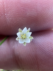 Spergula arvensis