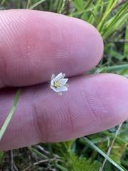 Spergula arvensis