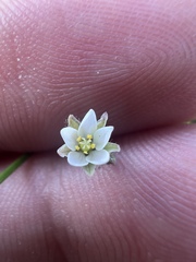 Spergula arvensis