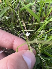 Spergula arvensis