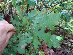 Quercus