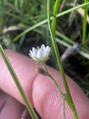 Spergula arvensis