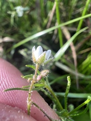 Spergula arvensis