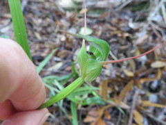 Pterostylis agathicola
