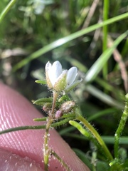 Spergula arvensis