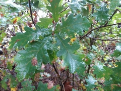 Quercus