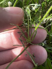 Spergula arvensis