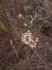 Microlicieae
