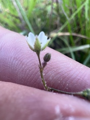 Spergula arvensis