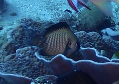 Dascyllus reticulatus