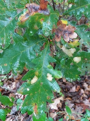 Quercus