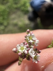 Corrigiola litoralis