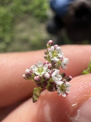 Corrigiola litoralis