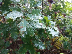 Quercus
