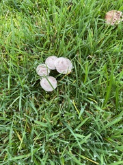 Tricholoma album