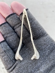 Procellariidae