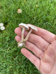 Tricholoma album