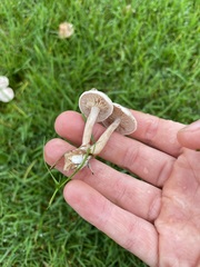 Tricholoma album