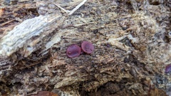 Ascocoryne cylichnium