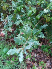 Quercus
