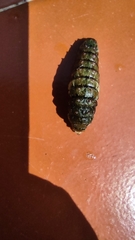 Lepidoptera