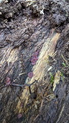 Ascocoryne cylichnium