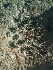 Coryphantha robustispina scheeri