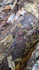 Ascocoryne cylichnium