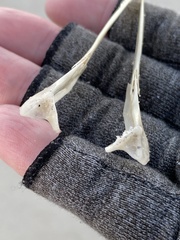 Procellariidae