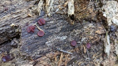 Ascocoryne cylichnium