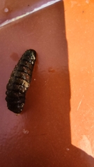 Lepidoptera