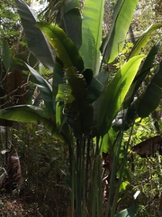 Ravenala madagascariensis